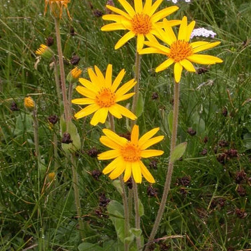 Yellow Arnica Montana Seeds