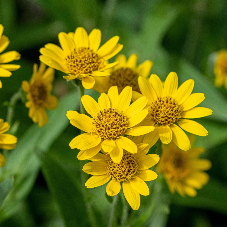 Yellow Arnica Montana Seeds - Flower Plant