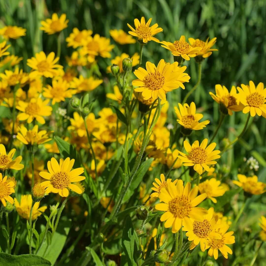 Yellow Arnica Montana Seeds - Flower Plant