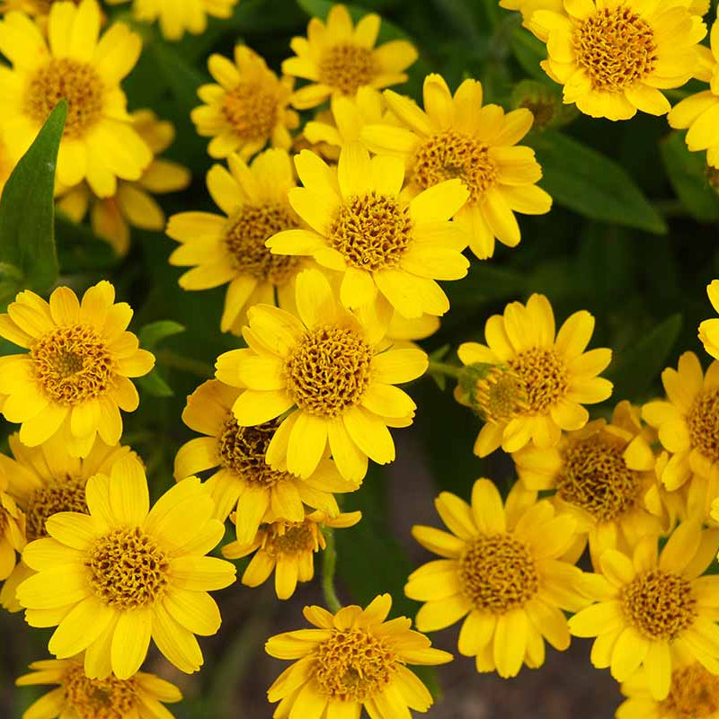 Yellow Arnica Montana Seeds - Flower Plant