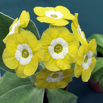 Yellow Auricula Primula Seeds