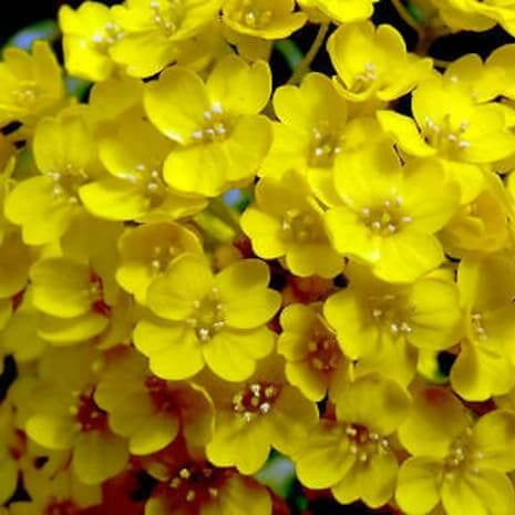 Yellow Aurinia Saxatilis Alyssum Seeds