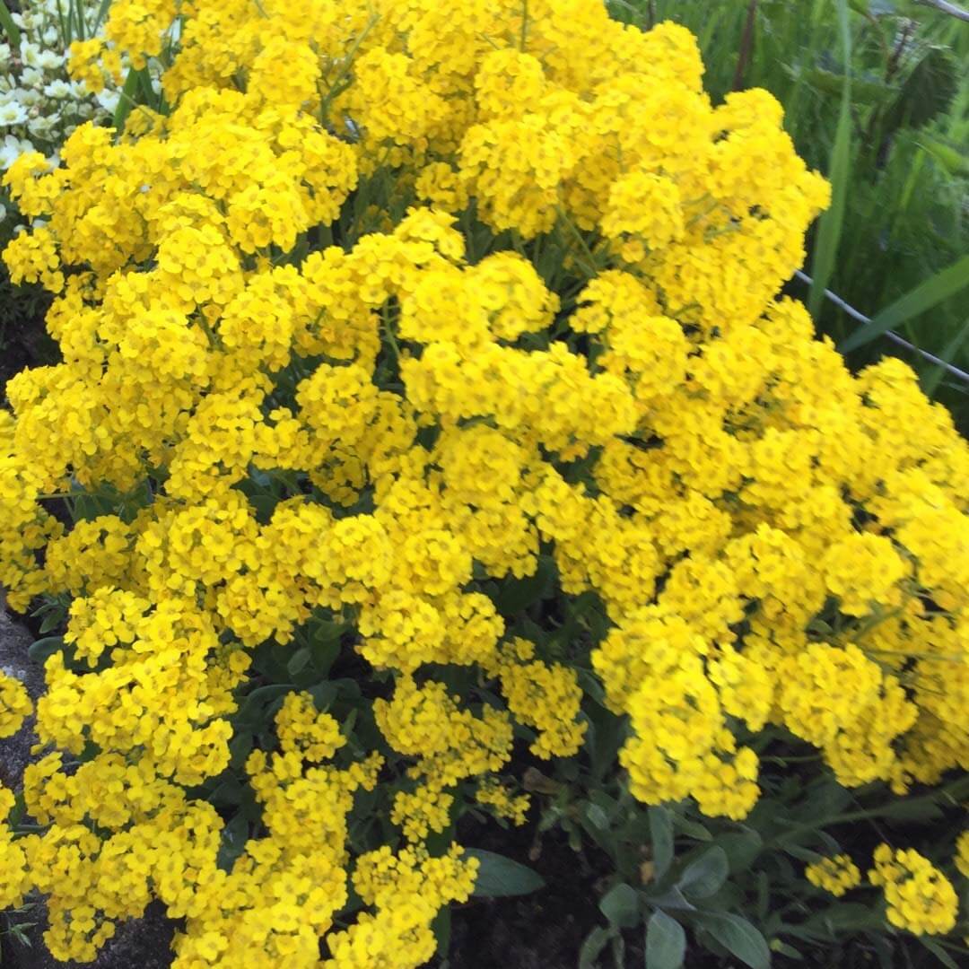 Yellow Aurinia Saxatilis Alyssum Seeds