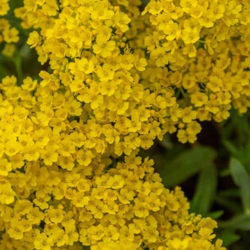 Yellow Aurinia Saxatilis Alyssum Seeds