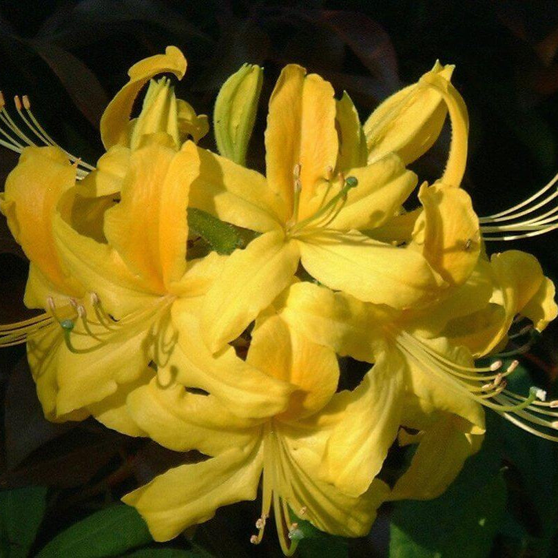 Yellow Azalea Rhododendron Seeds
