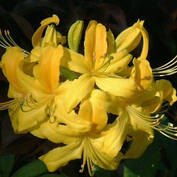 Yellow Azalea Rhododendron Seeds