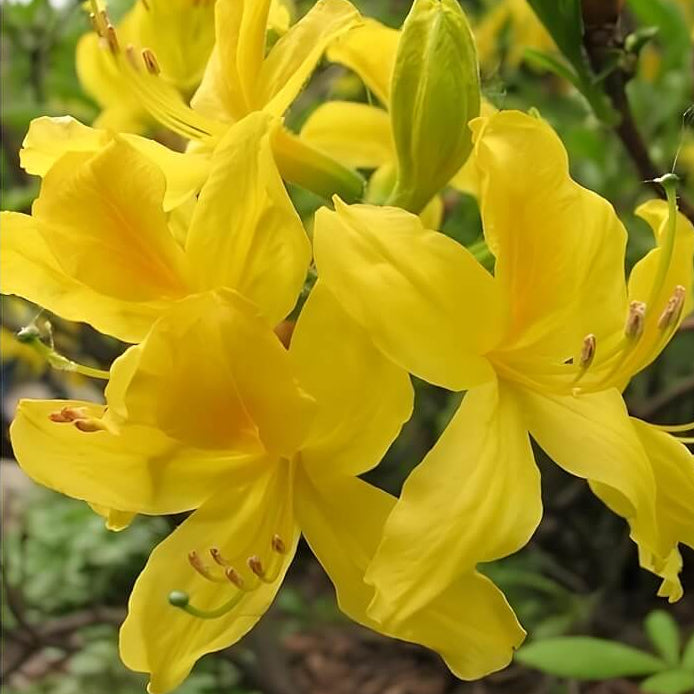 Yellow Azalea Rhododendron Seeds