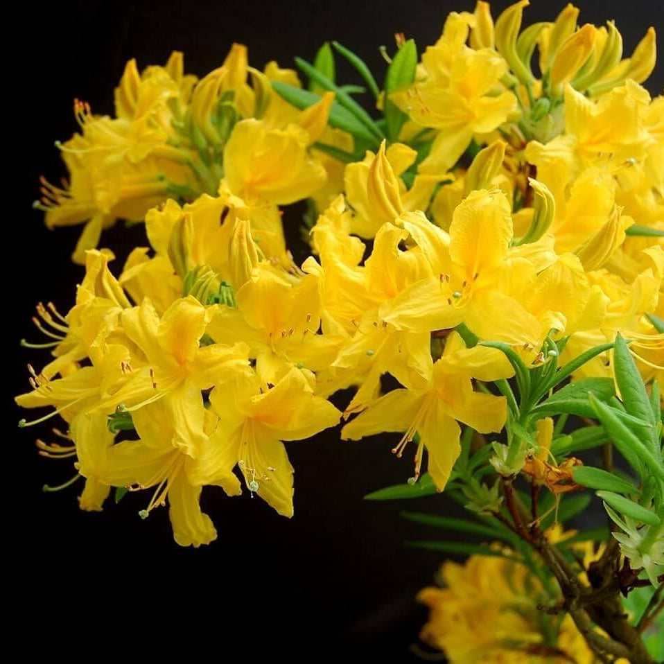 Yellow Azalea Rhododendron Seeds