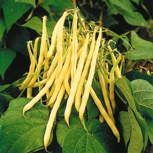 Yellow Bean Seeds