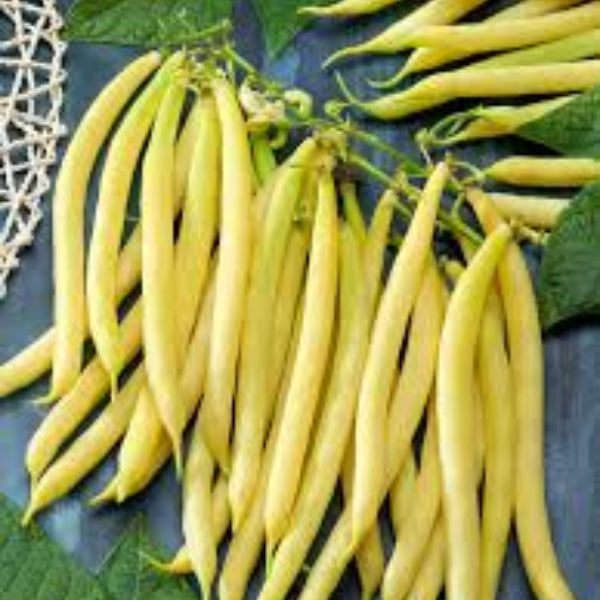 Yellow Bean Seeds