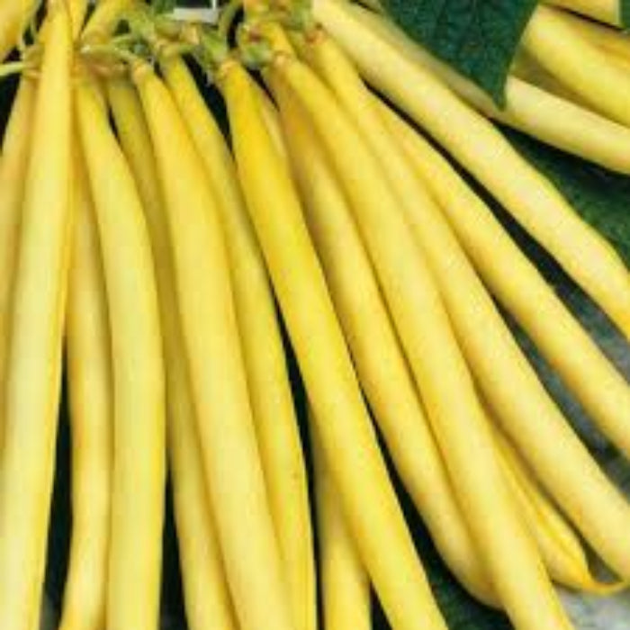 Yellow Bean Seeds