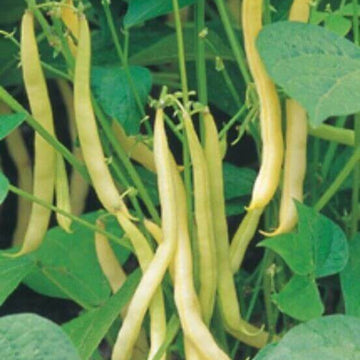 Yellow Bean Seeds