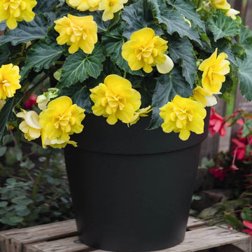 Yellow Begonia Seeds 
