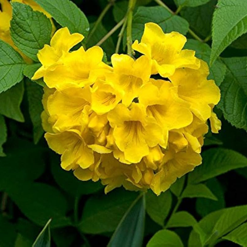 Yellow Bells Seeds – Hardy Ornamental