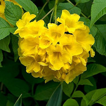 Yellow Bells Seeds – Hardy Ornamental
