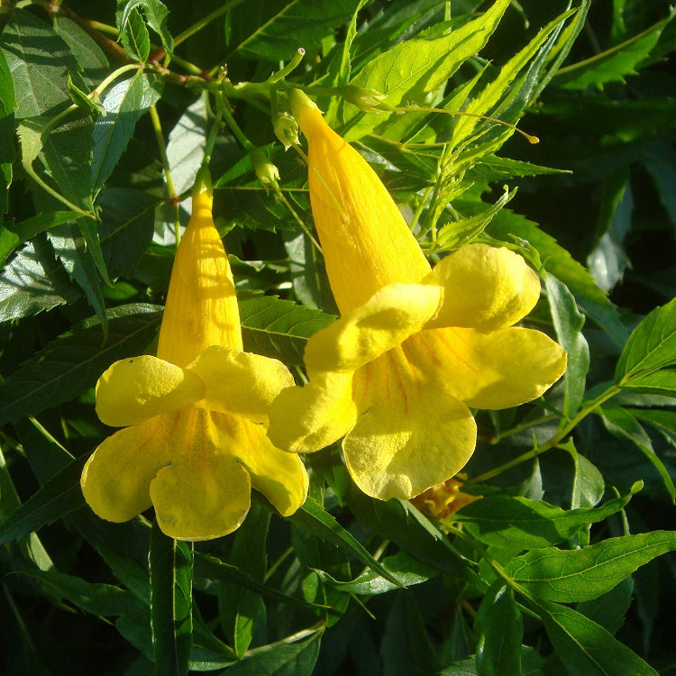 Yellow Bells Seeds – Hardy Ornamental