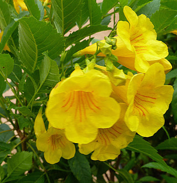 Yellow Bells Seeds – Hardy Ornamental