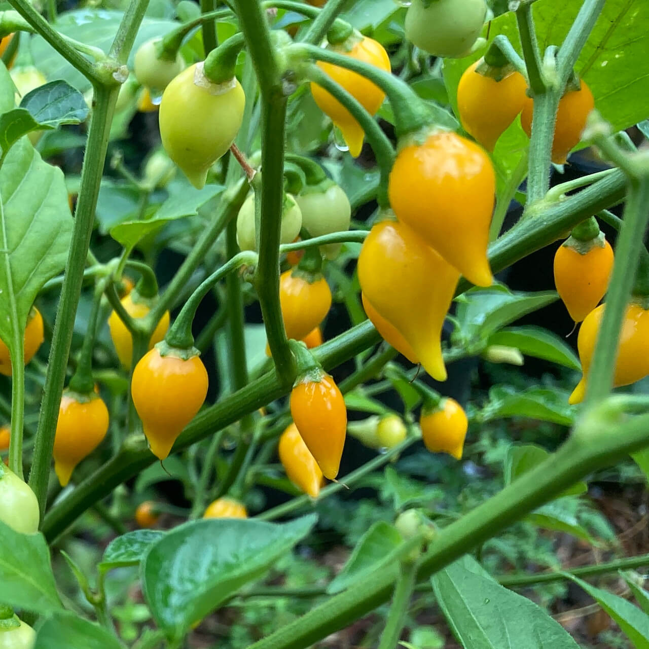 Yellow Biquinho Pepper Seeds