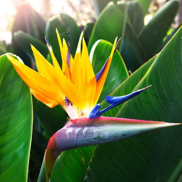Yellow Bird of Paradise Seeds – Ornamental
