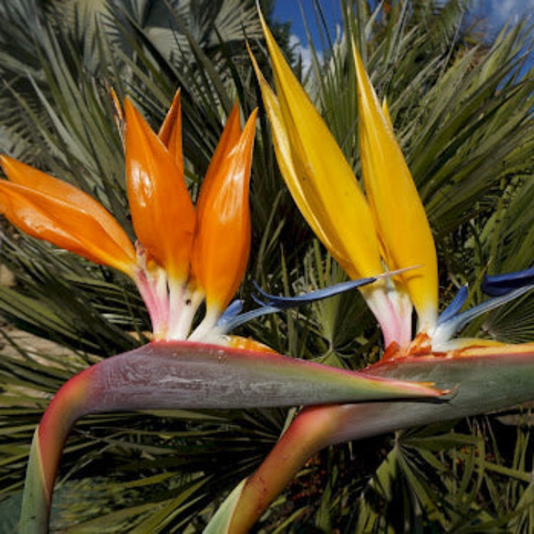 Yellow Bird of Paradise Seeds – Ornamental
