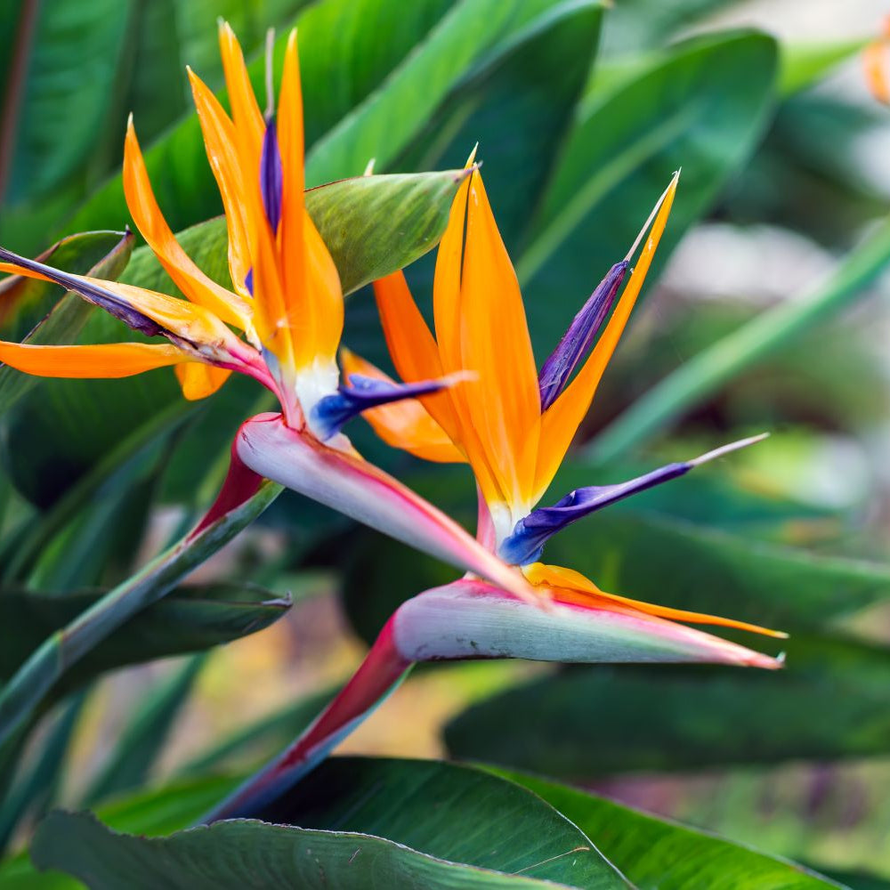 Yellow Bird of Paradise Seeds