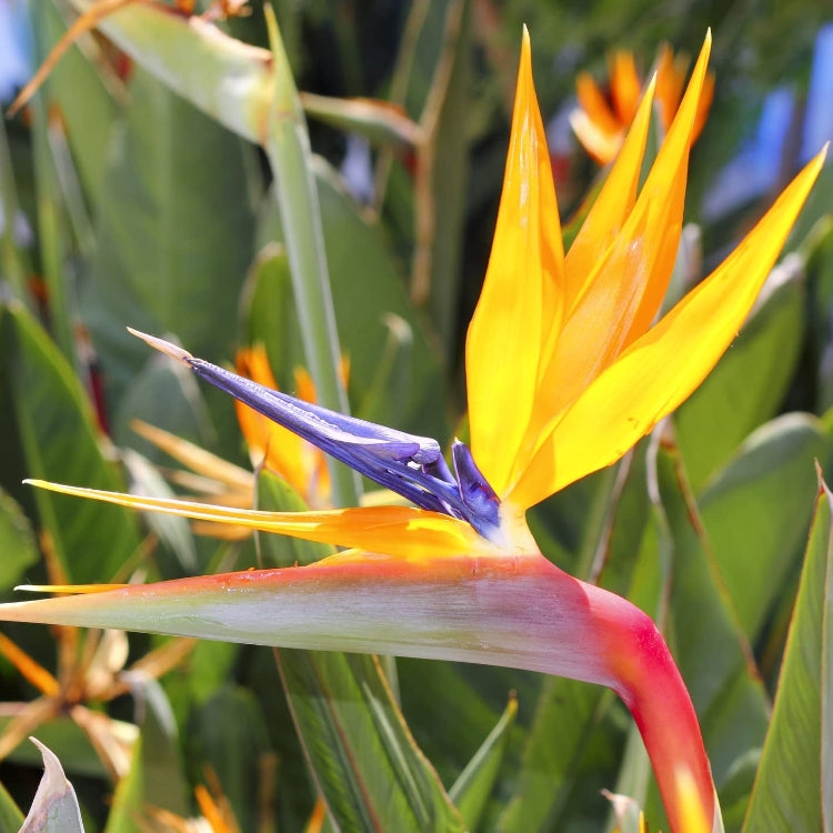 Yellow Bird of Paradise Seeds