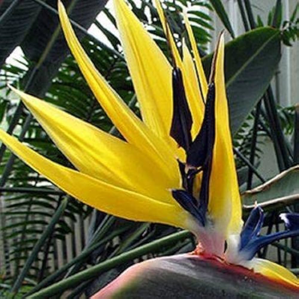 Yellow Bird of Paradise Seeds – Ornamental
