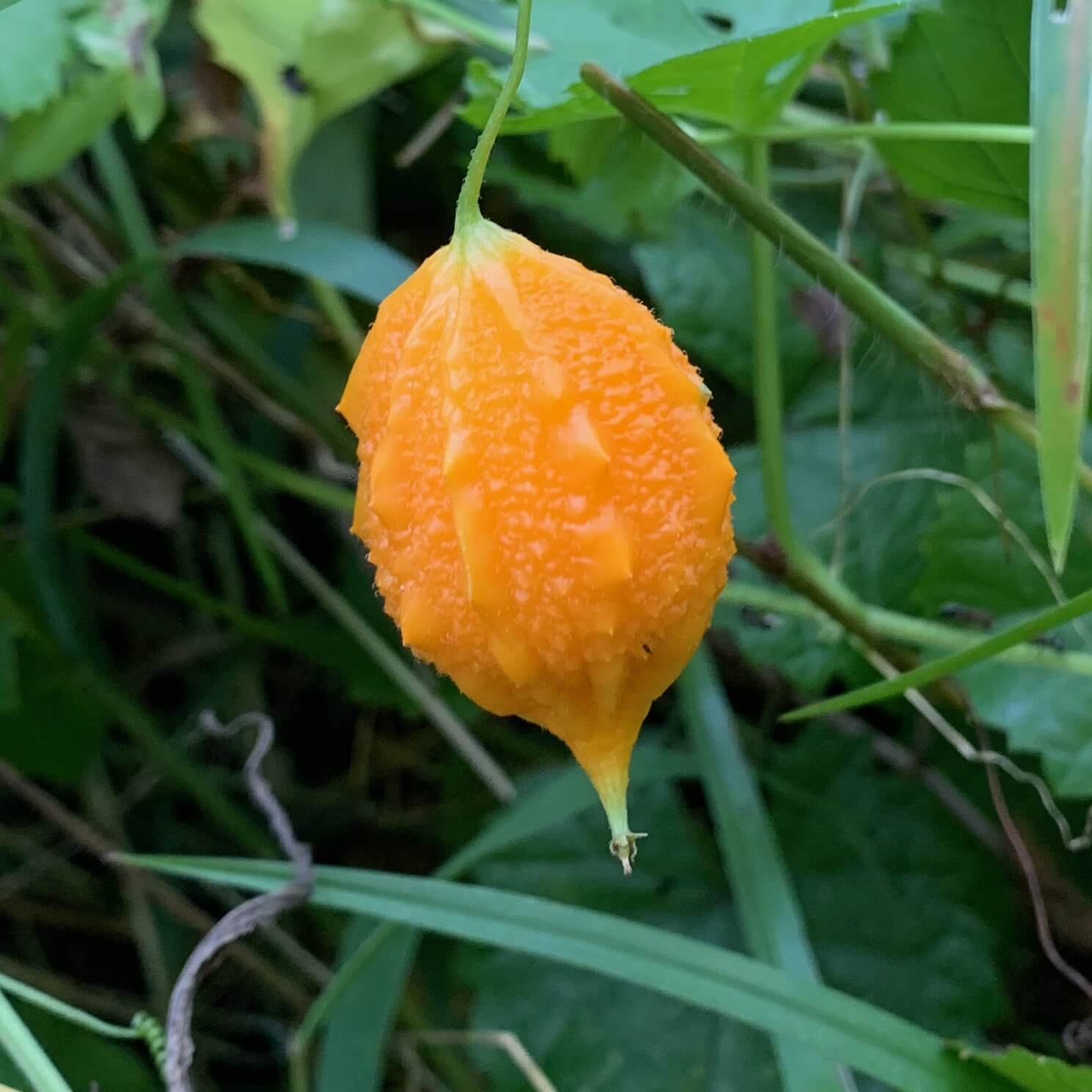 Yellow Bitter Gourd Seeds