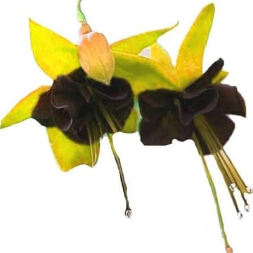 Yellow Black Fuchsia Hybrid
