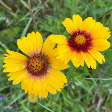 Yellow Blanket Gaillardia Seeds