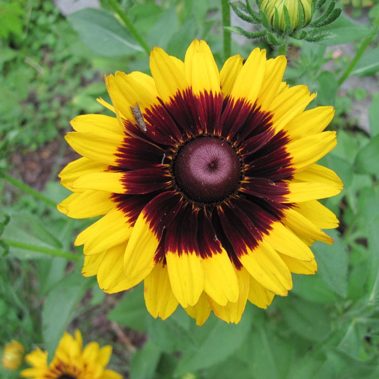 Yellow Blanket Gaillardia Seeds