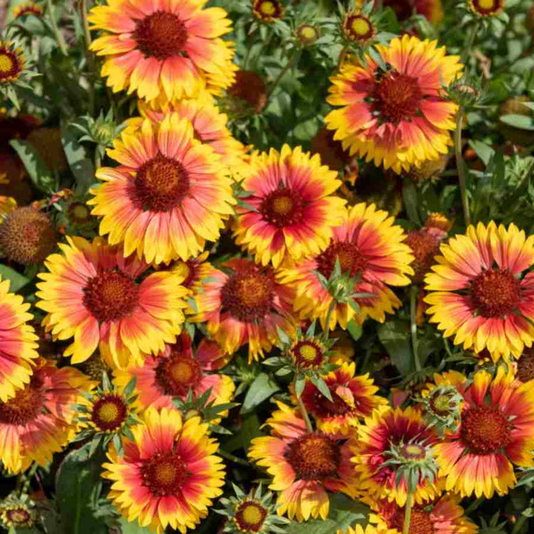 Yellow Blanket Gaillardia Seeds