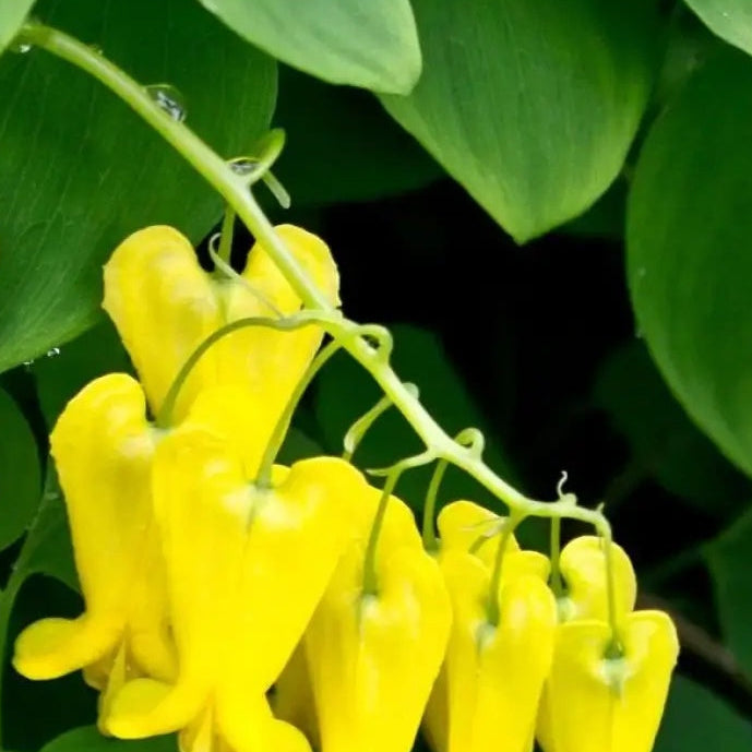 Yellow Bleeding Heart Dicentra Seeds 