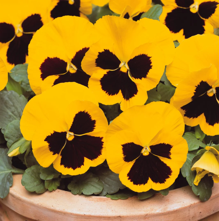 Yellow & Brown Pansy Seeds