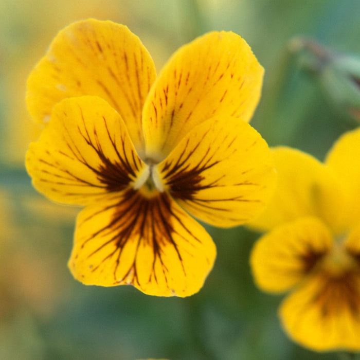 Yellow & Brown Pansy Seeds