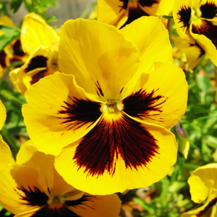 Yellow & Brown Pansy Seeds