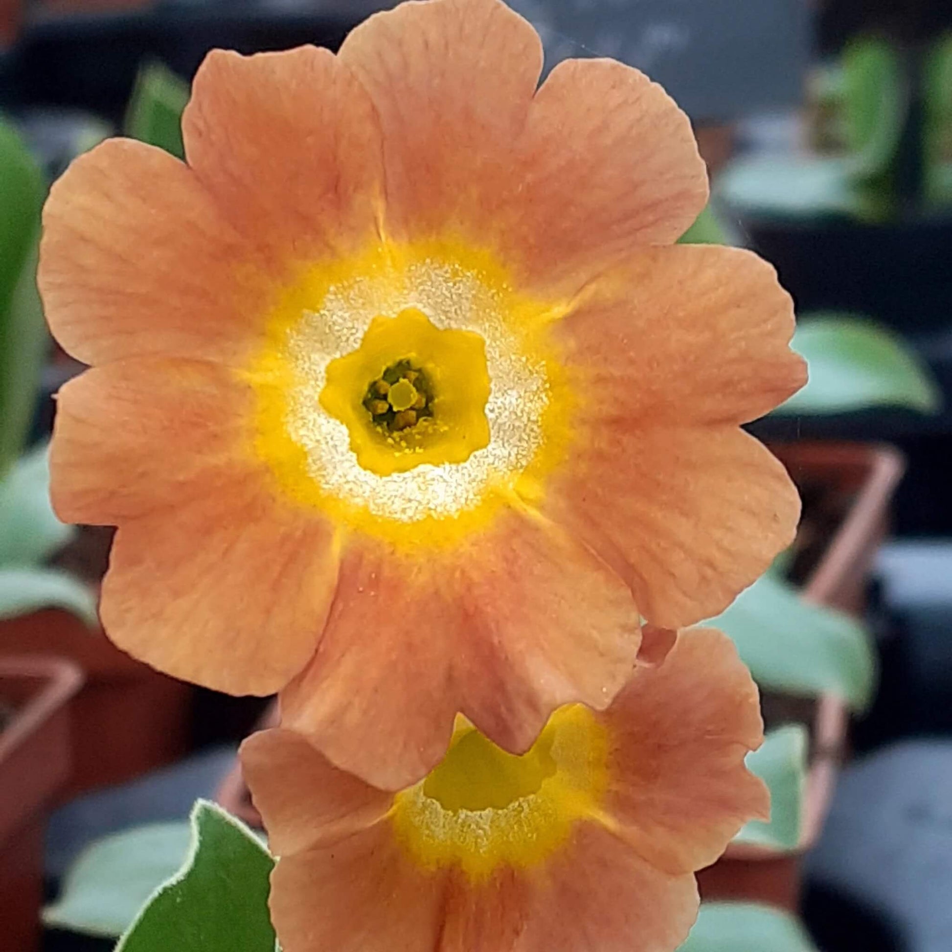 Yellow Brown Primula Seeds