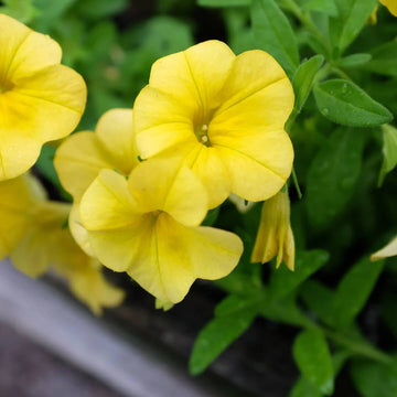 Yellow Calibrachoa Seeds - Flower Plant