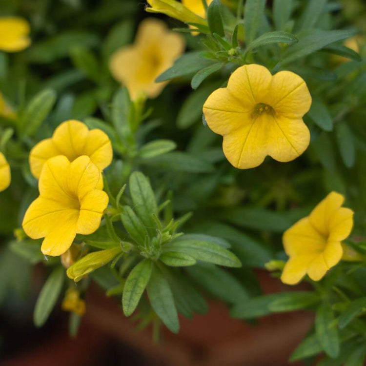 Yellow Calibrachoa Seeds - Flower Plant