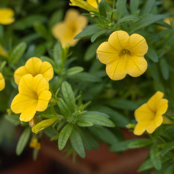 Yellow Calibrachoa Seeds - Flower Plant