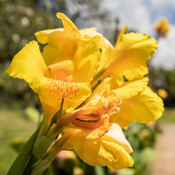 Yellow Canna Lily Seeds