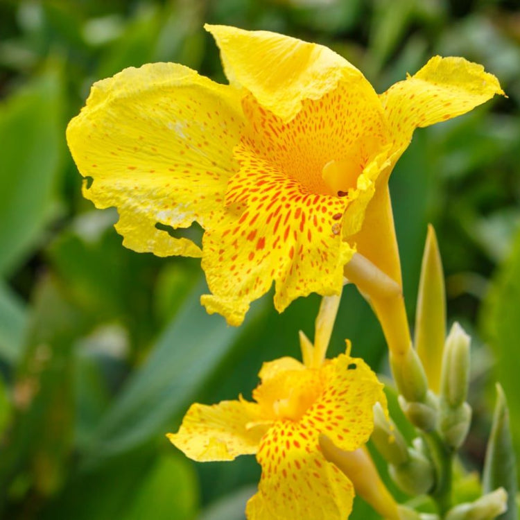 Yellow Canna Lily Seeds