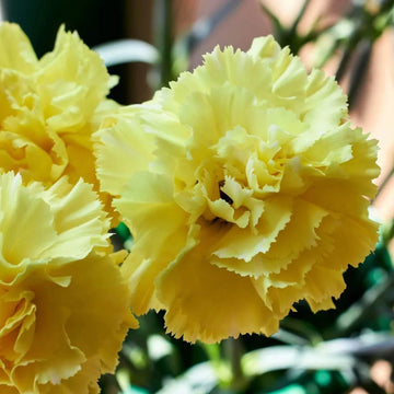 Yellow Carnation Seeds 