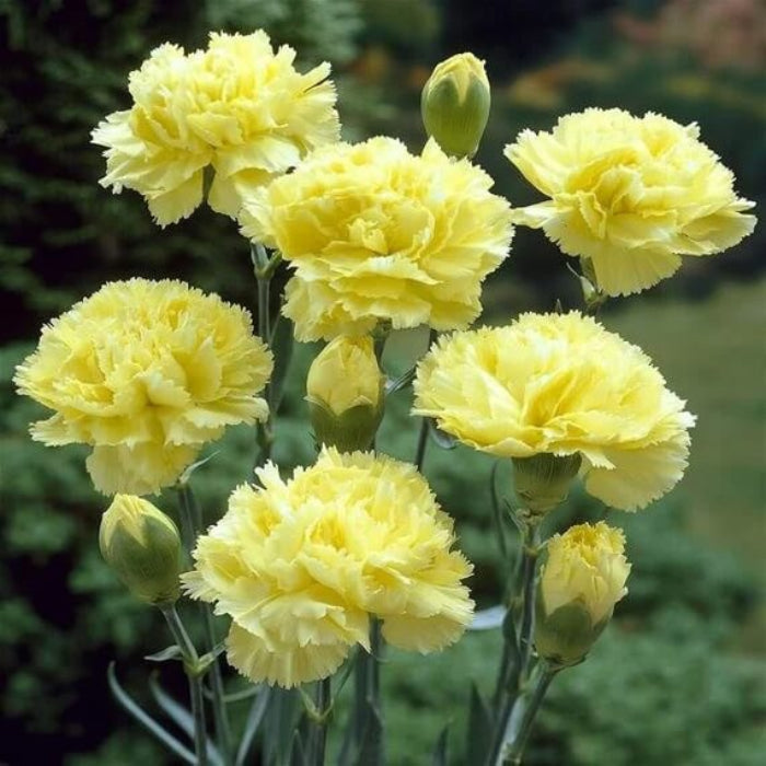 Yellow Carnation Seeds 