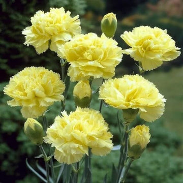 Yellow Carnation Seeds 