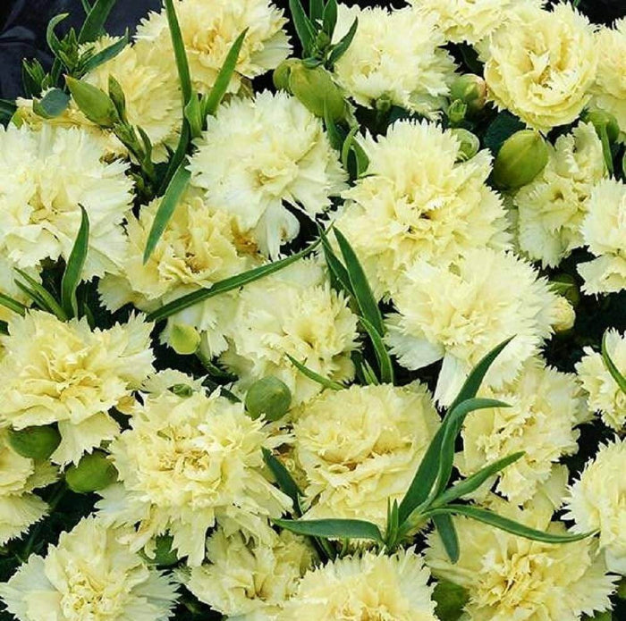 Yellow Carnation Seeds 