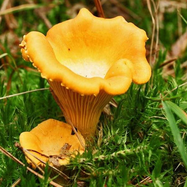 Yellow Chanterelle Mushroom Spawn