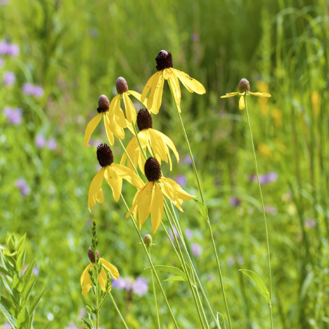 Yellow Coneflower Seeds