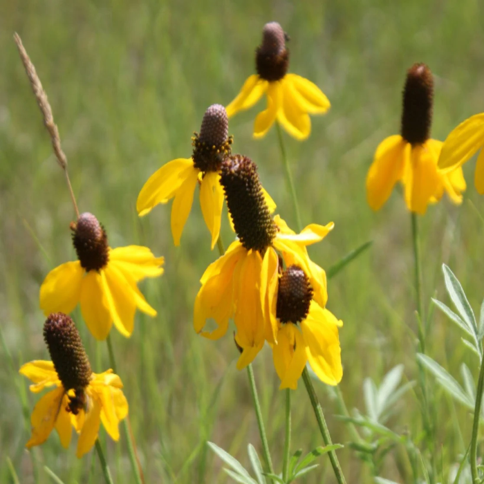 Yellow Coneflower Seeds