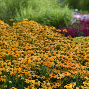 Yellow Coneflower Seeds